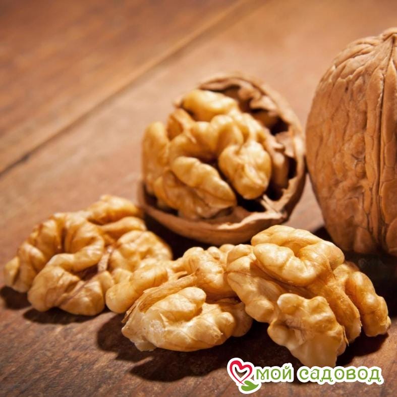 Орех садко