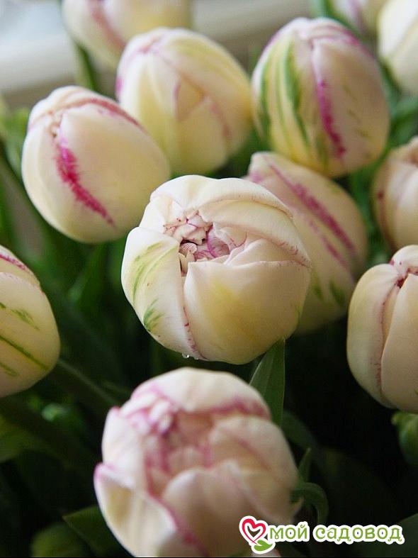 Тюльпан махровый Нормандия